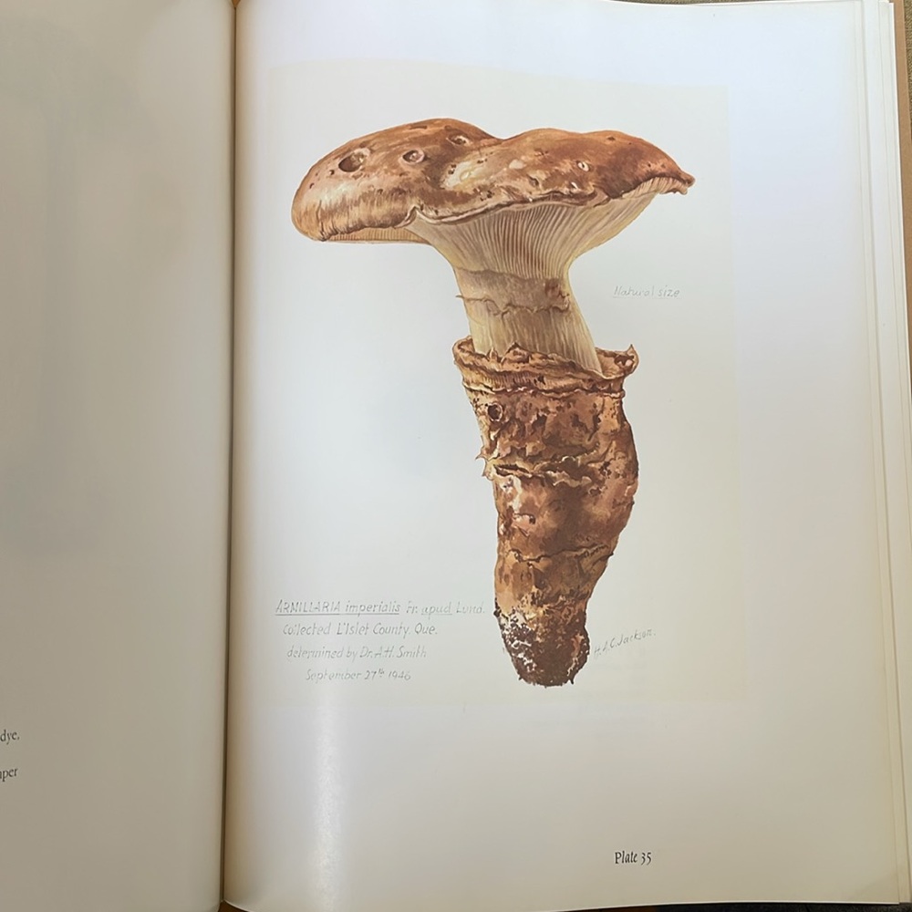 Mr Jackson's Mushrooms Hardcover Book - Beige Cover - Picture 12 of 16